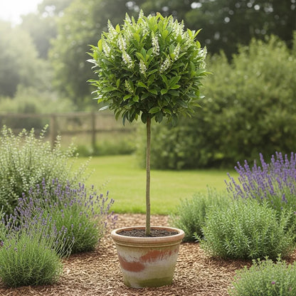 3ft Patio Portuguese Laurel Tree | Prunus lusitanica 'Brenelia'® | 3L Pot