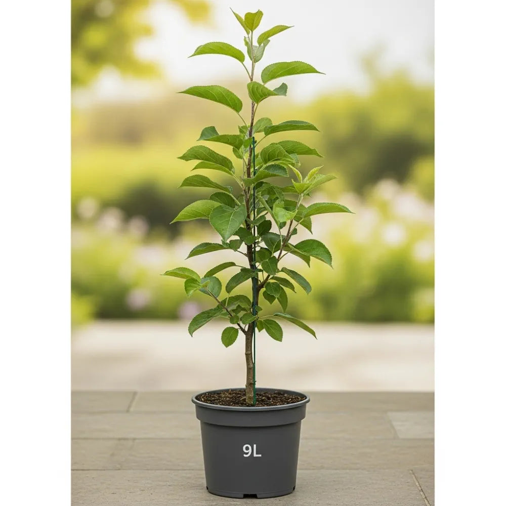 5ft Laxton's Superb Apple Tree | 2 Year Old Semi-Dwarfing Bare Root