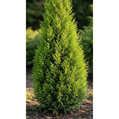 5ft Leyland Cypress Tree | Cupressocyparis leylandii | 9L Pot