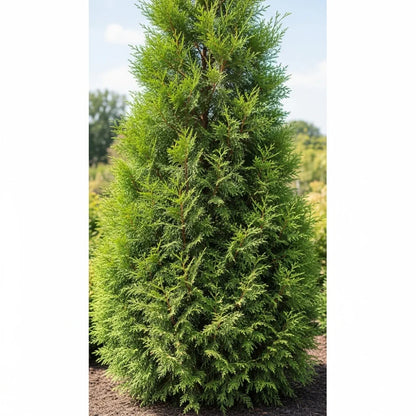 5ft Leyland Cypress Tree | Cupressocyparis leylandii | 9L Pot