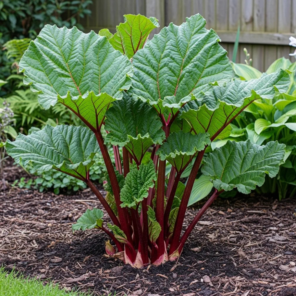 20cm 'Livingstone' Rhubarb Plant | 9cm Pot