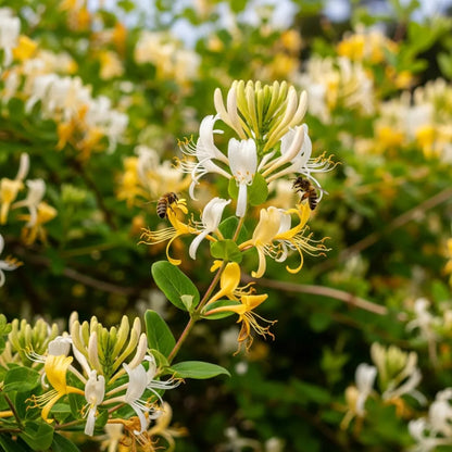 Japanese Honeysuckle | Lonicera Japonica 'Chinensis' | 2 Plants in 1.5L Pots