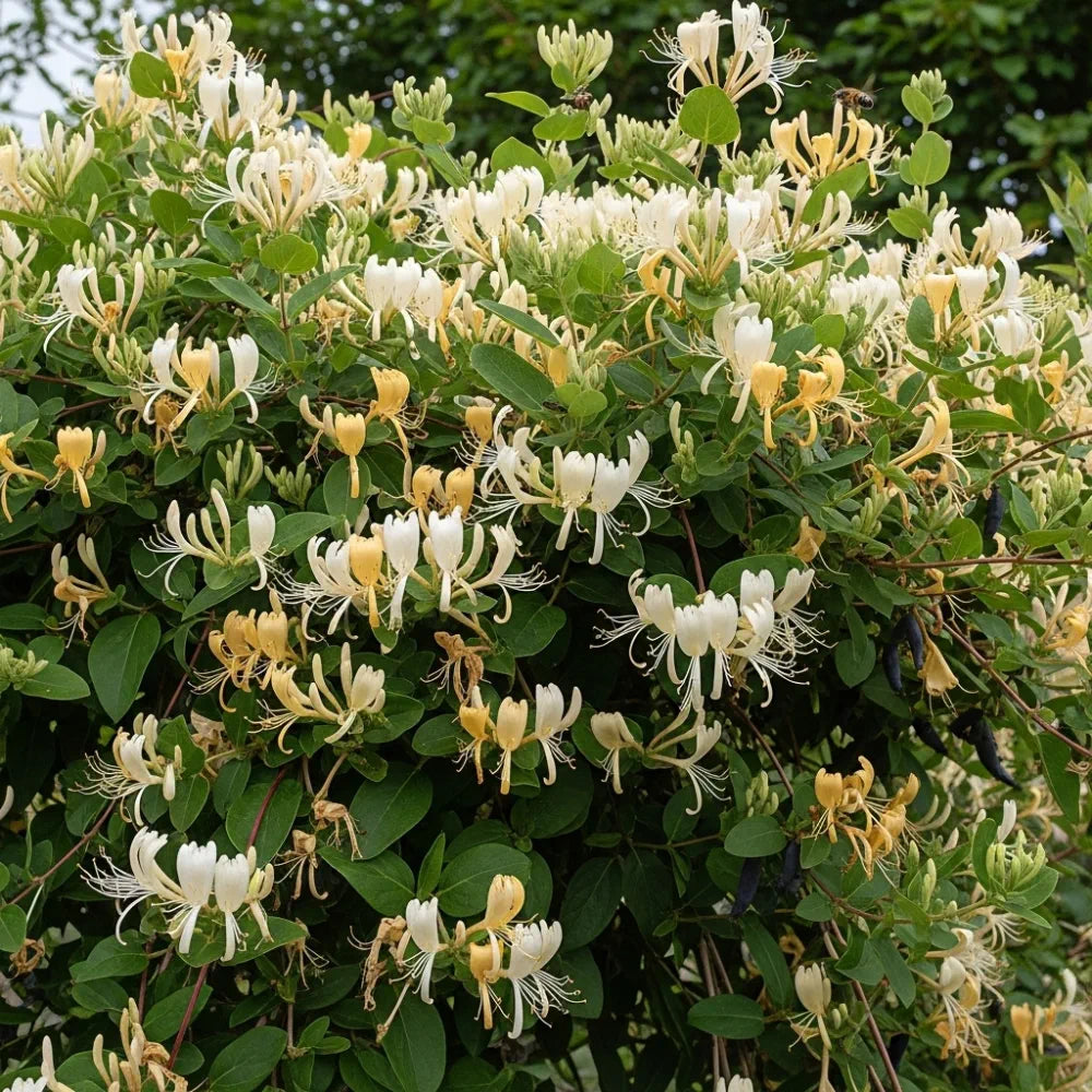 Japanese Honeysuckle | Lonicera Japonica 'Chinensis' | 4 Plants in 1.5L Pots