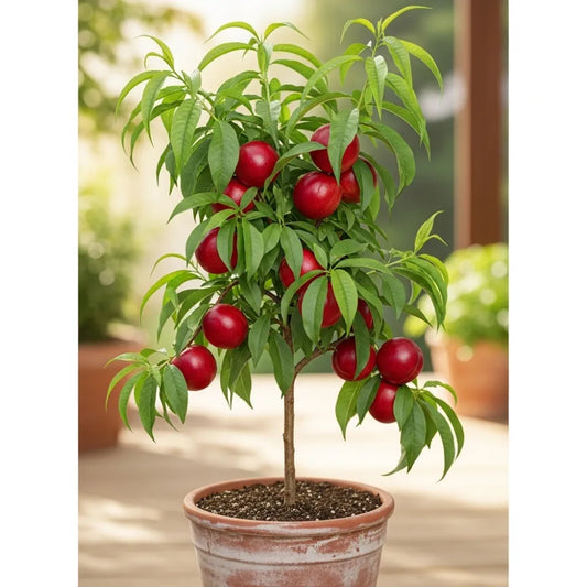 3ft 'Lord Napier' Patio Nectarine Tree | 4.5L Pot