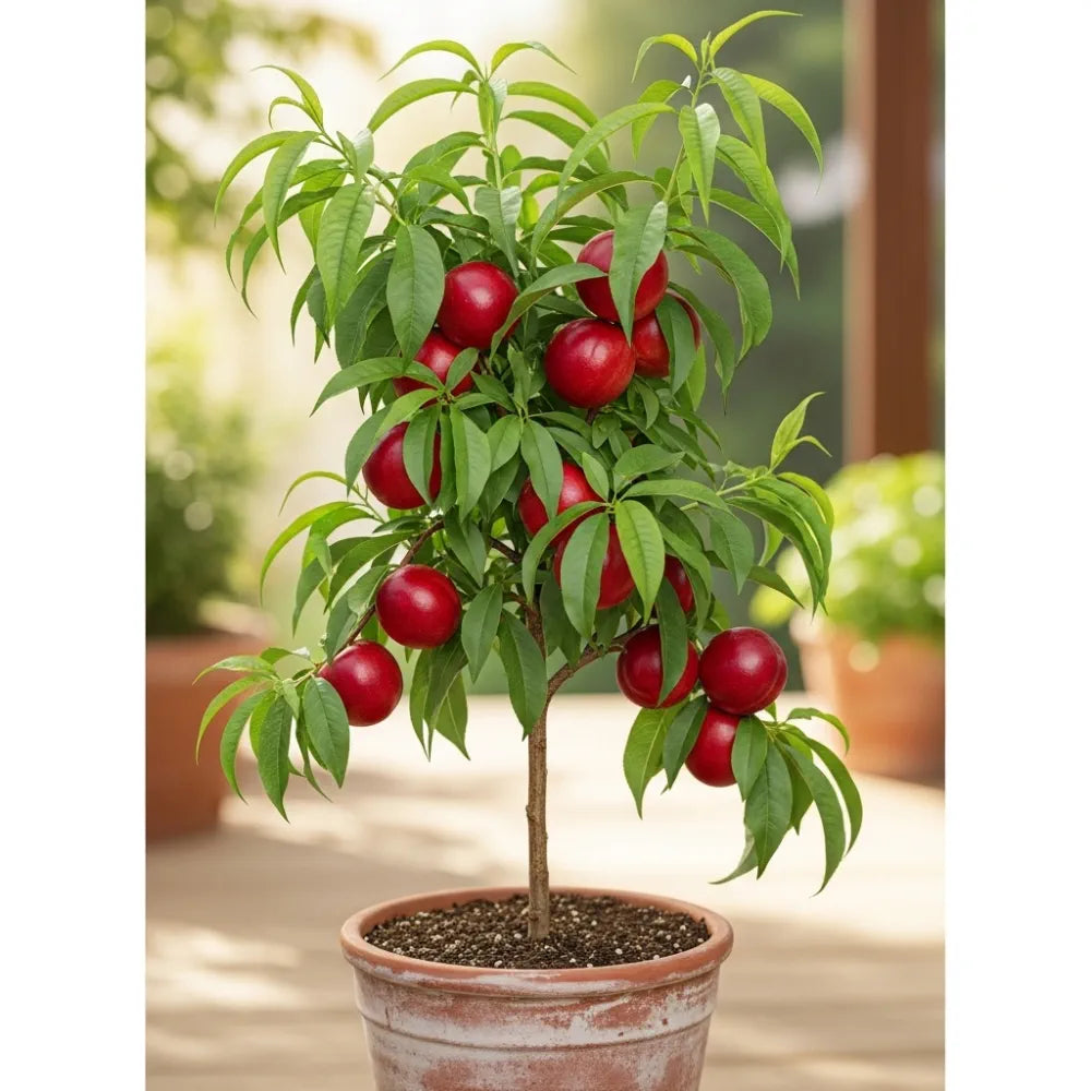5ft 'Lord Napier' Nectarine Tree | 9L Pot | 2 Years Old