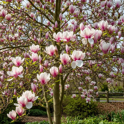 6ft Mature Magnolia Soulangeana Rustic Red | 25L Pot