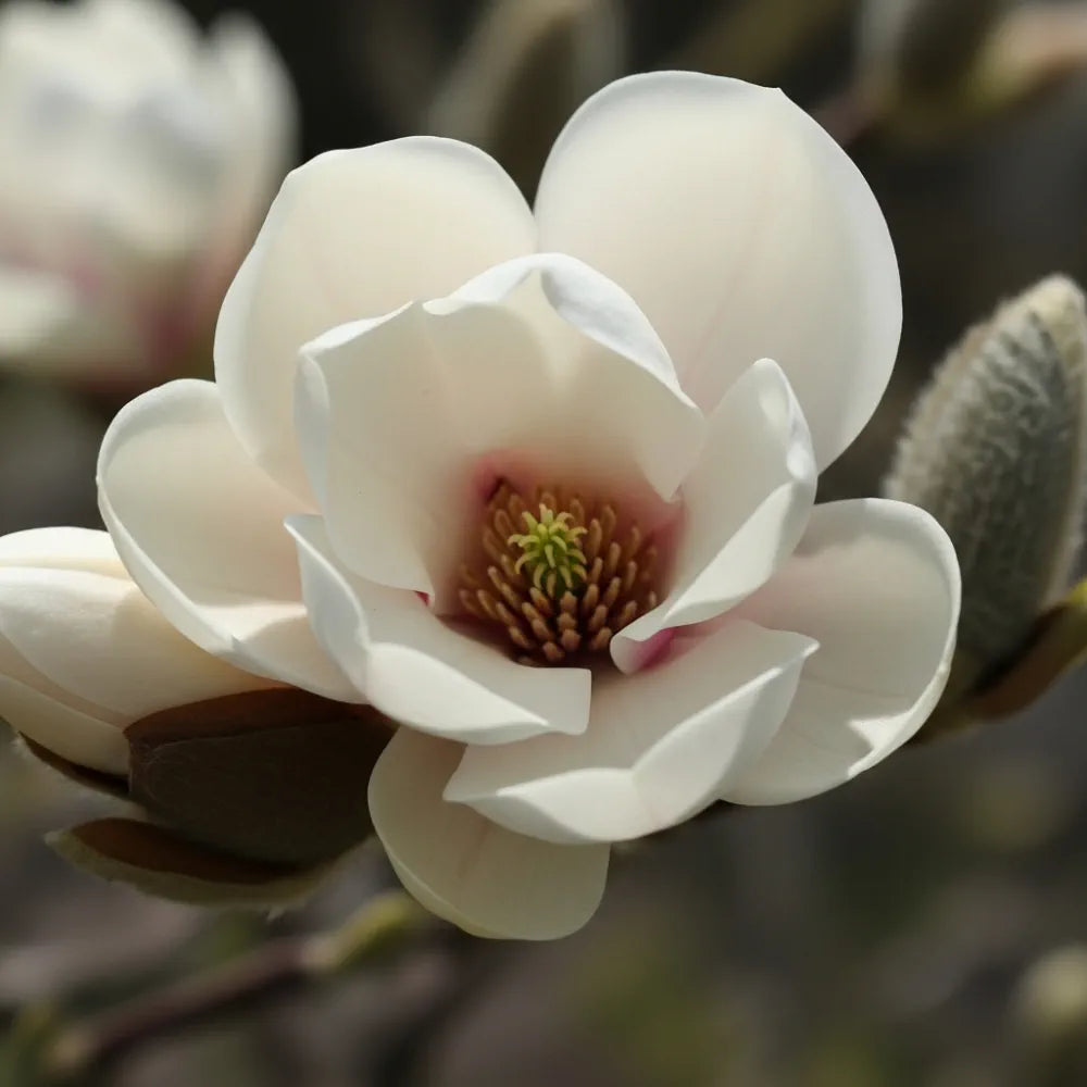 4ft Magnolia Stellata | 'Water Lily' | 10L Pot