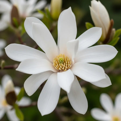 4ft Magnolia Stellata | 'Water Lily' | 10L Pot