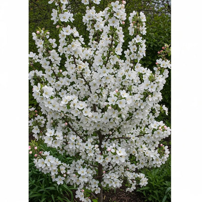 12ft Standard 'Red Sentinel' Crabapple Tree | 8/10cm Girth | Grown in 20L Airpot