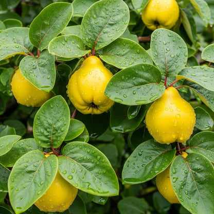 5ft 'Meech's Prolific' Quince Tree | 9L Pot | 2 Years Old