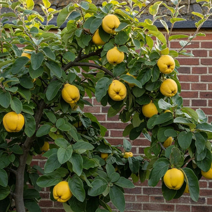 5ft 'Meech's Prolific' Quince Tree | Bare Root | 2 Years Old