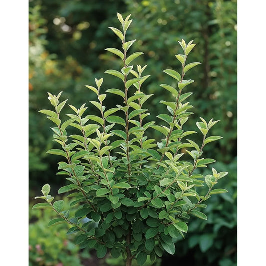 5ft 'Meech's Prolific' Quince Tree | 9L Pot | 2 Years Old
