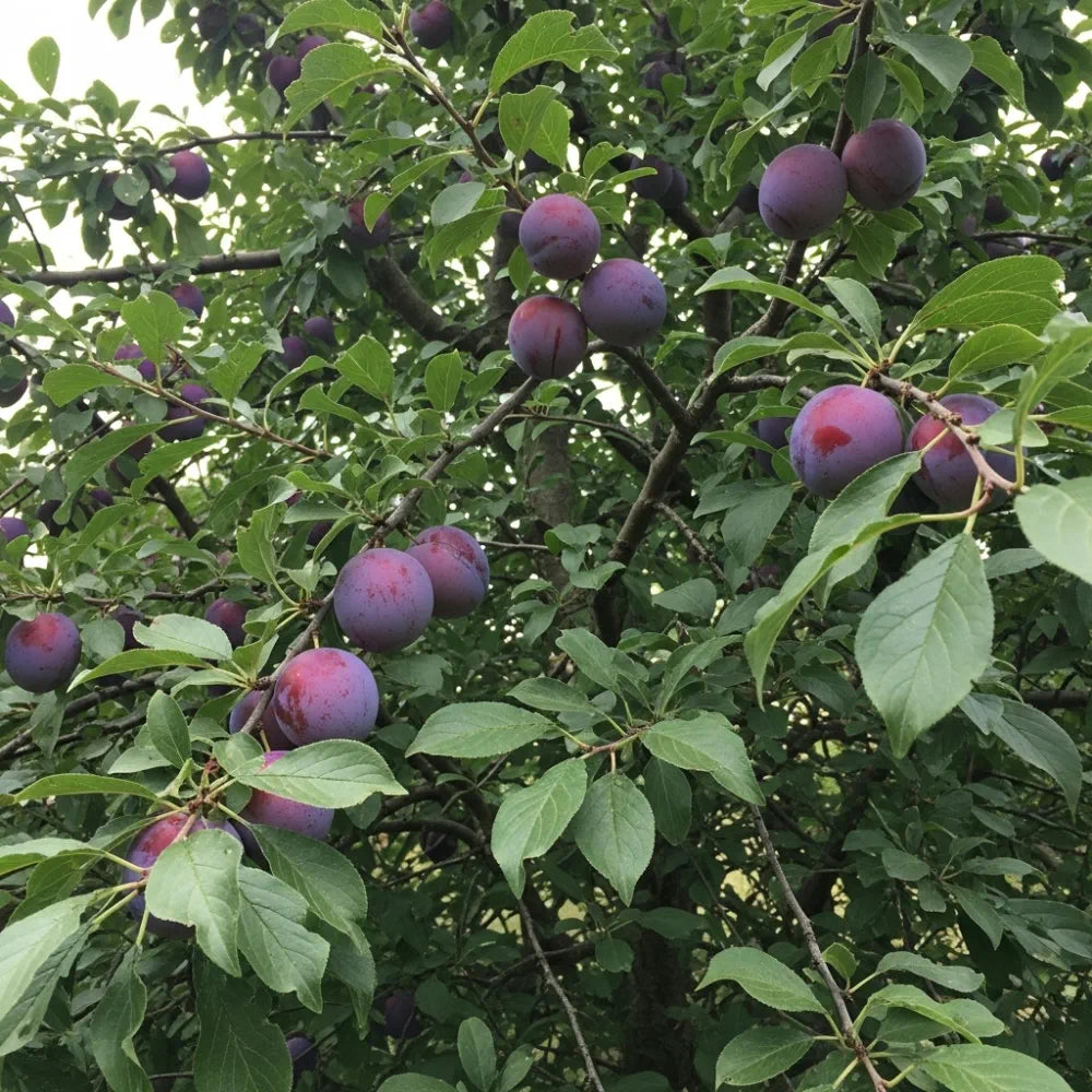 5ft 'Merryweather' Damson Tree | 2 Year Old Bare Root