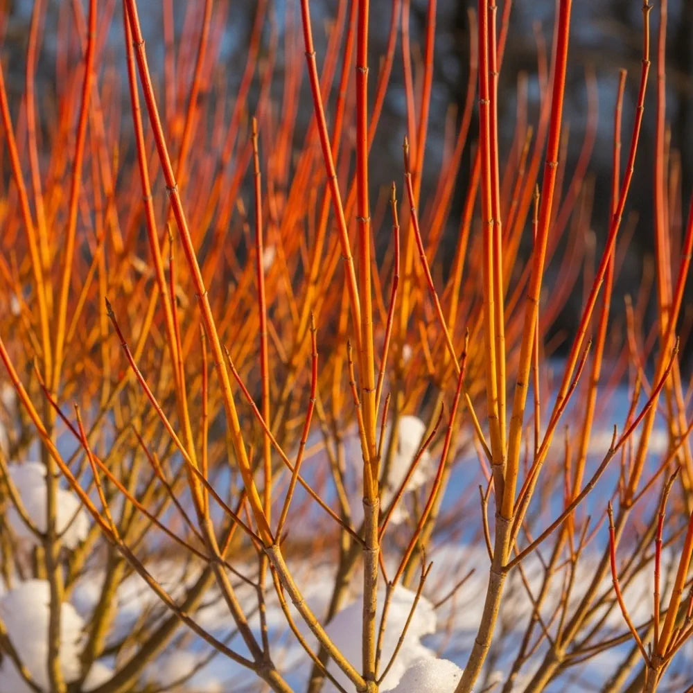 2ft Cornus sanguinea 'Midwinter Fire' | Bare Root