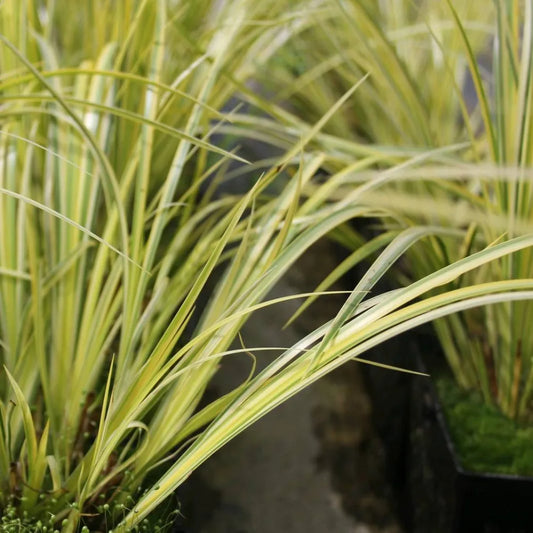 #9 cm Pot - Pack of 3