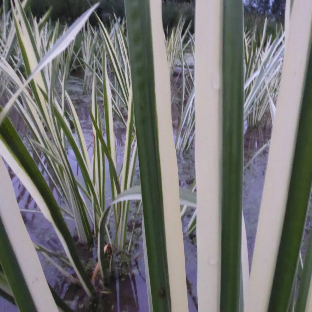 #9 cm Pot - Pack of 3