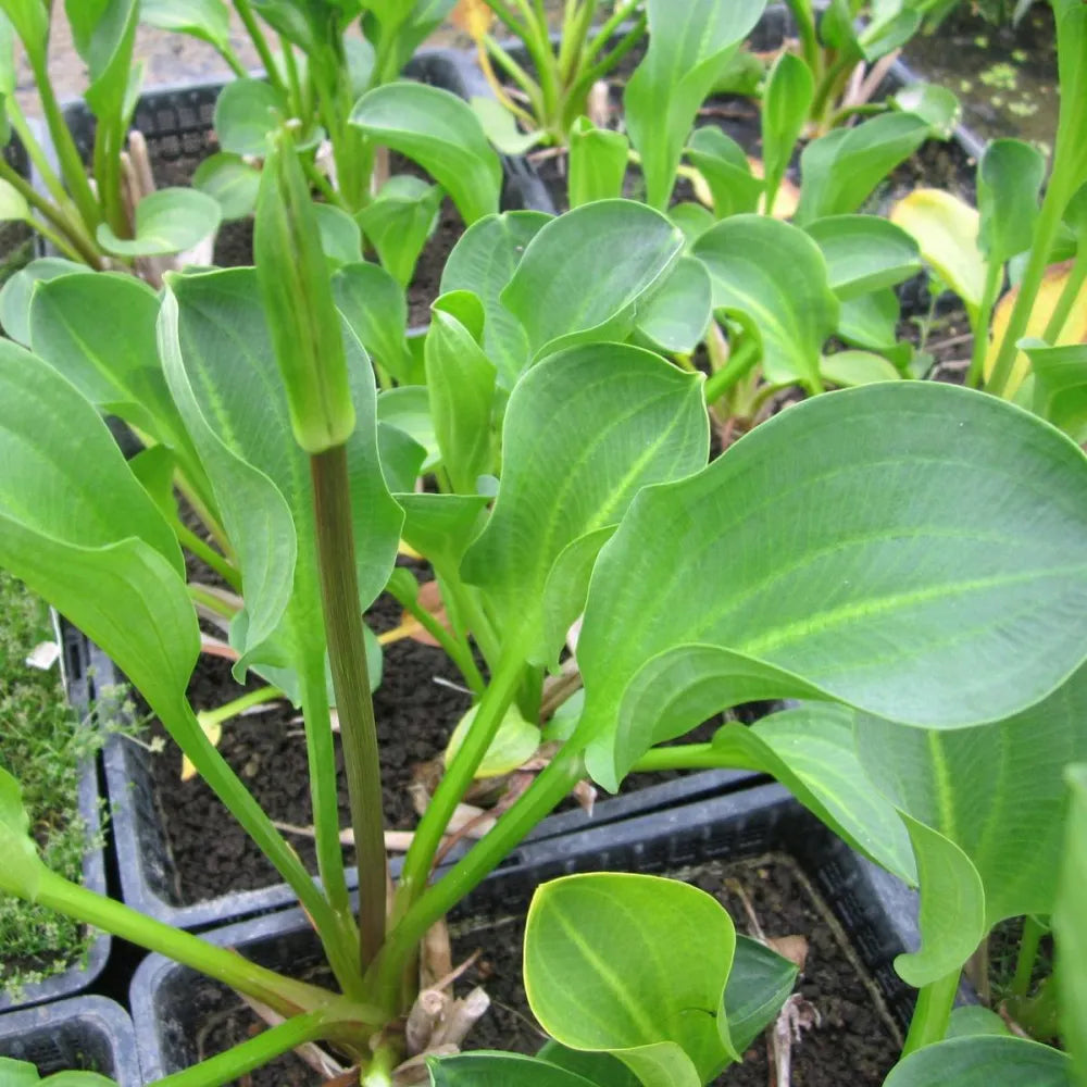 #9 cm Pot - Pack of 3