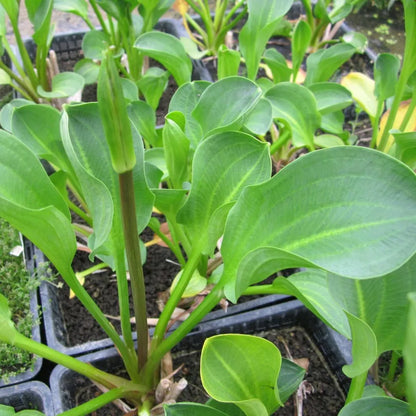 #9 cm Pot - Pack of 3