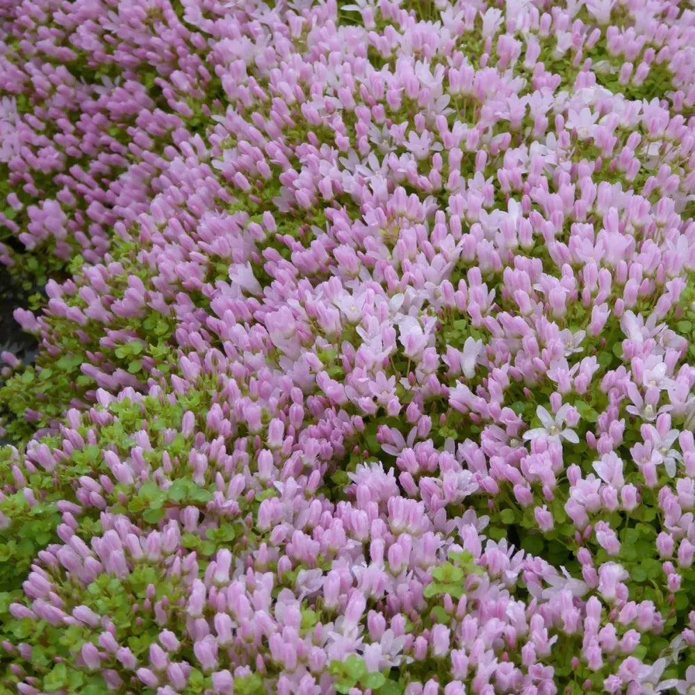 #9 cm Pot - Pack of 3