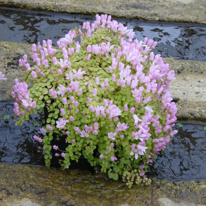 #9 cm Pot - Pack of 3