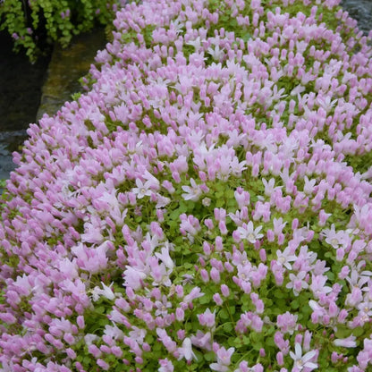 #9 cm Pot - Pack of 3