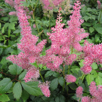 #1 Litre Pot - Pack of 3