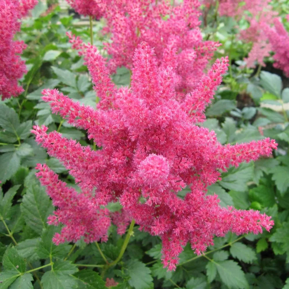 #1 Litre Pot - Pack of 3