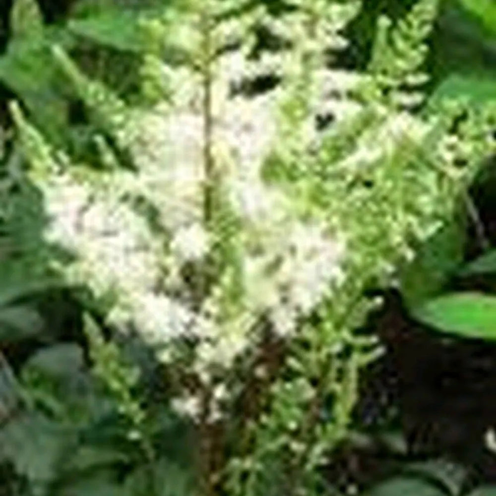 #1 Litre Pot - Pack of 3