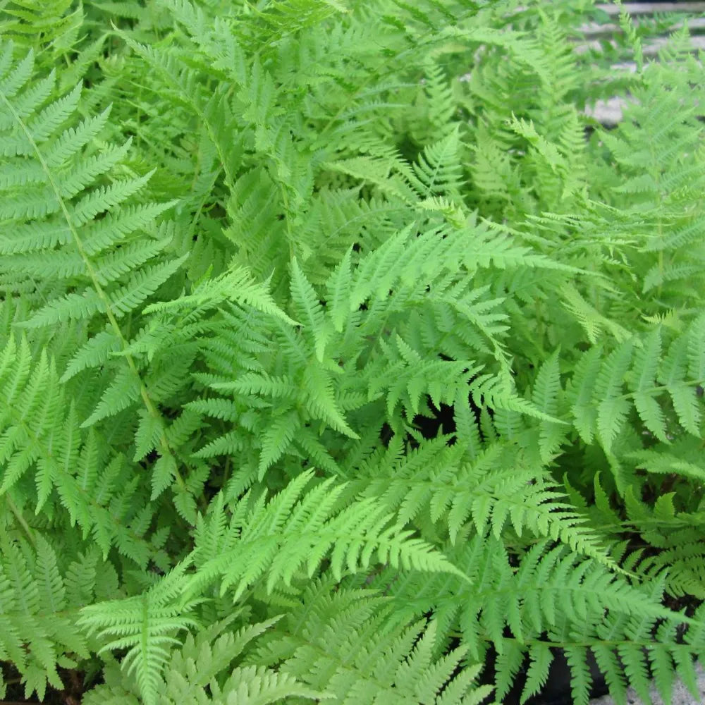 #9 cm Pot - Pack of 3