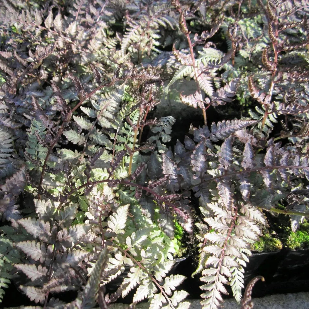 #9 cm Pot - Pack of 3