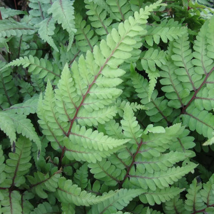 #9 cm Pot - Pack of 3