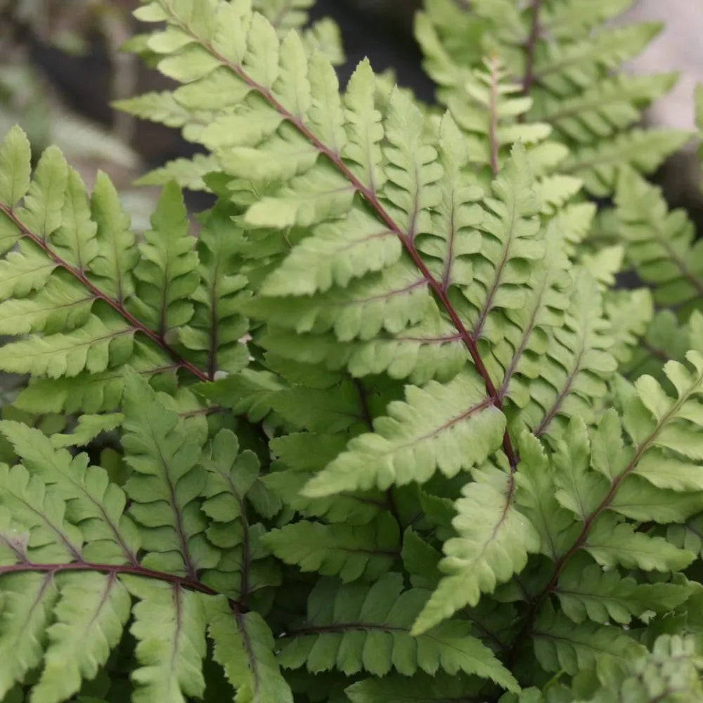 #9 cm Pot - Pack of 3