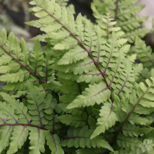 #9 cm Pot - Pack of 3