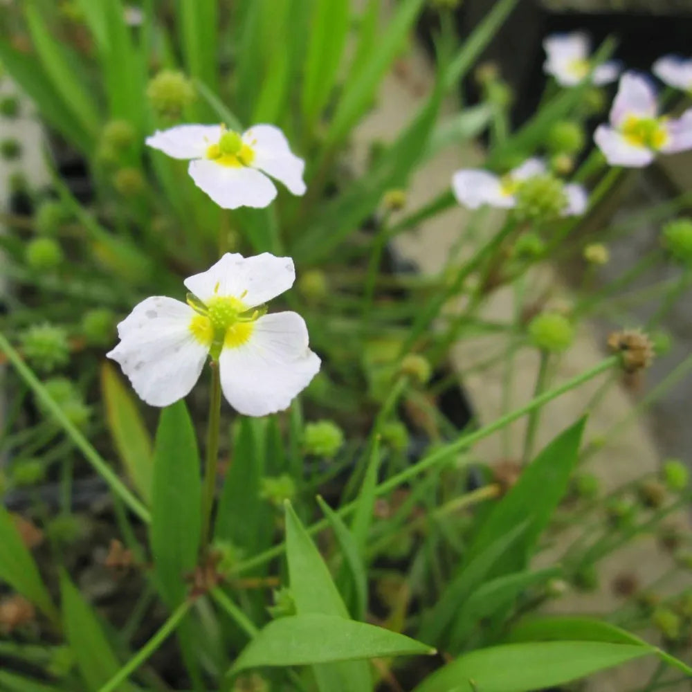 #9 cm Pot - Pack of 3