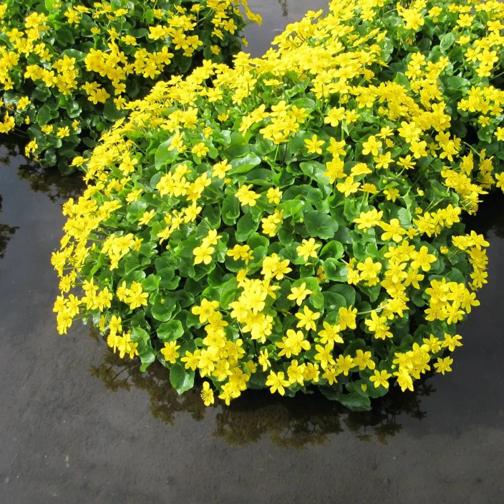 #9 cm Pot - Pack of 3