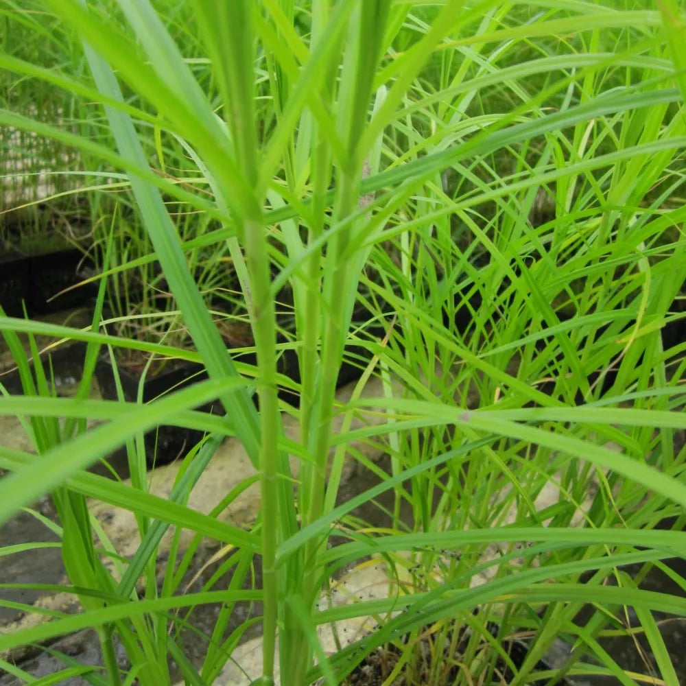 #9 cm Pot - Pack of 3