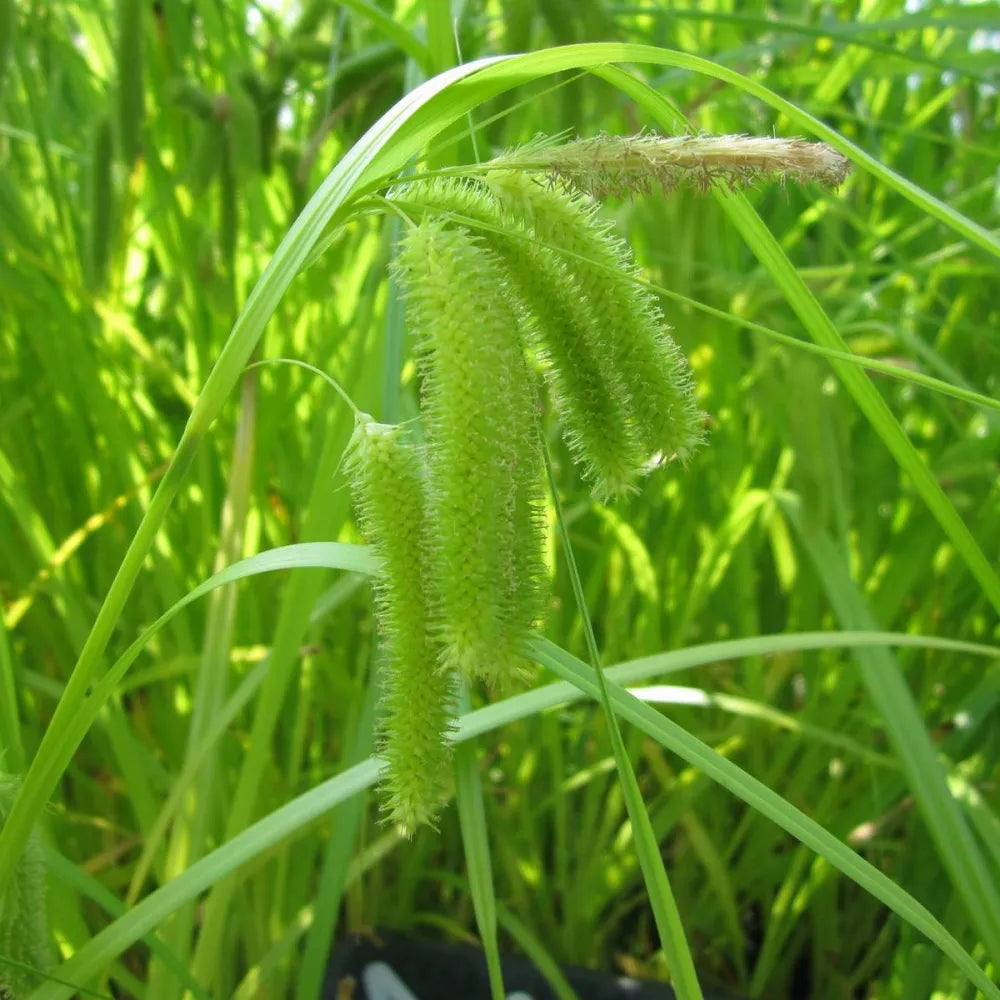 #9 cm Pot - Pack of 3