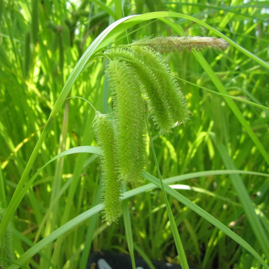 #9 cm Pot - Pack of 3