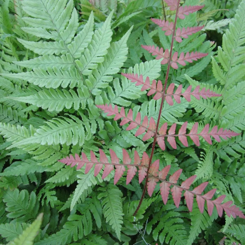 #9 cm Pot - Pack of 3