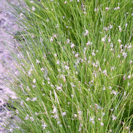 #9 cm PotOXY - Pack of 3