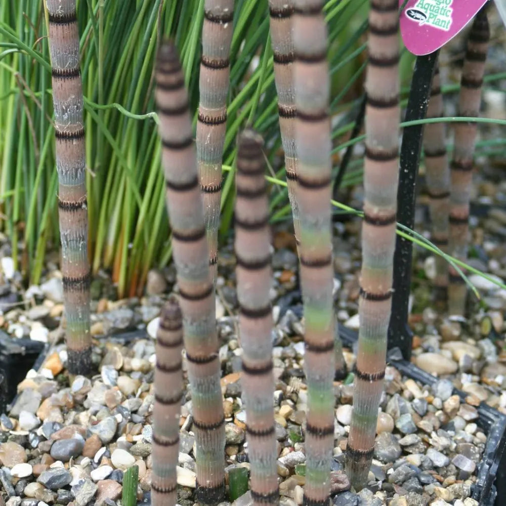 #9 cm Pot - Pack of 3