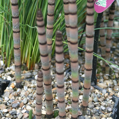 #9 cm Pot - Pack of 3