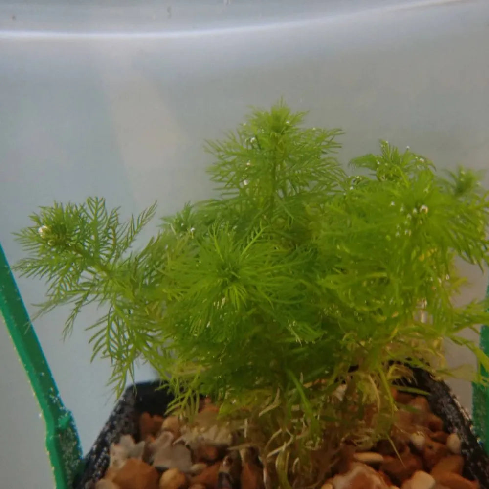 #Pack of 5