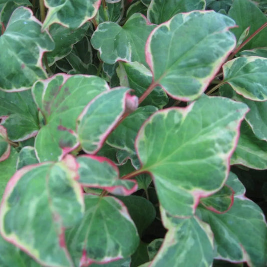 #9 cm Pot - Pack of 3