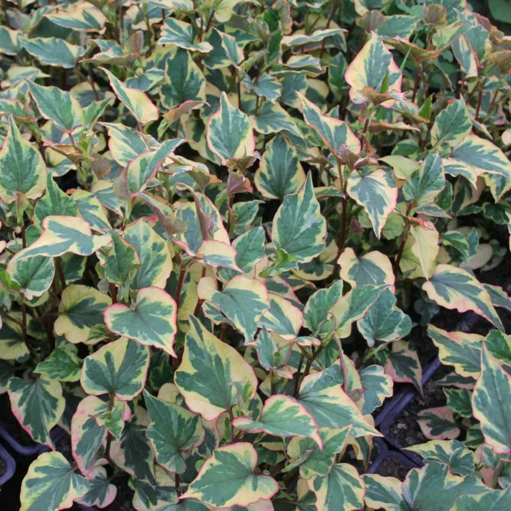 #9 cm Pot - Pack of 3