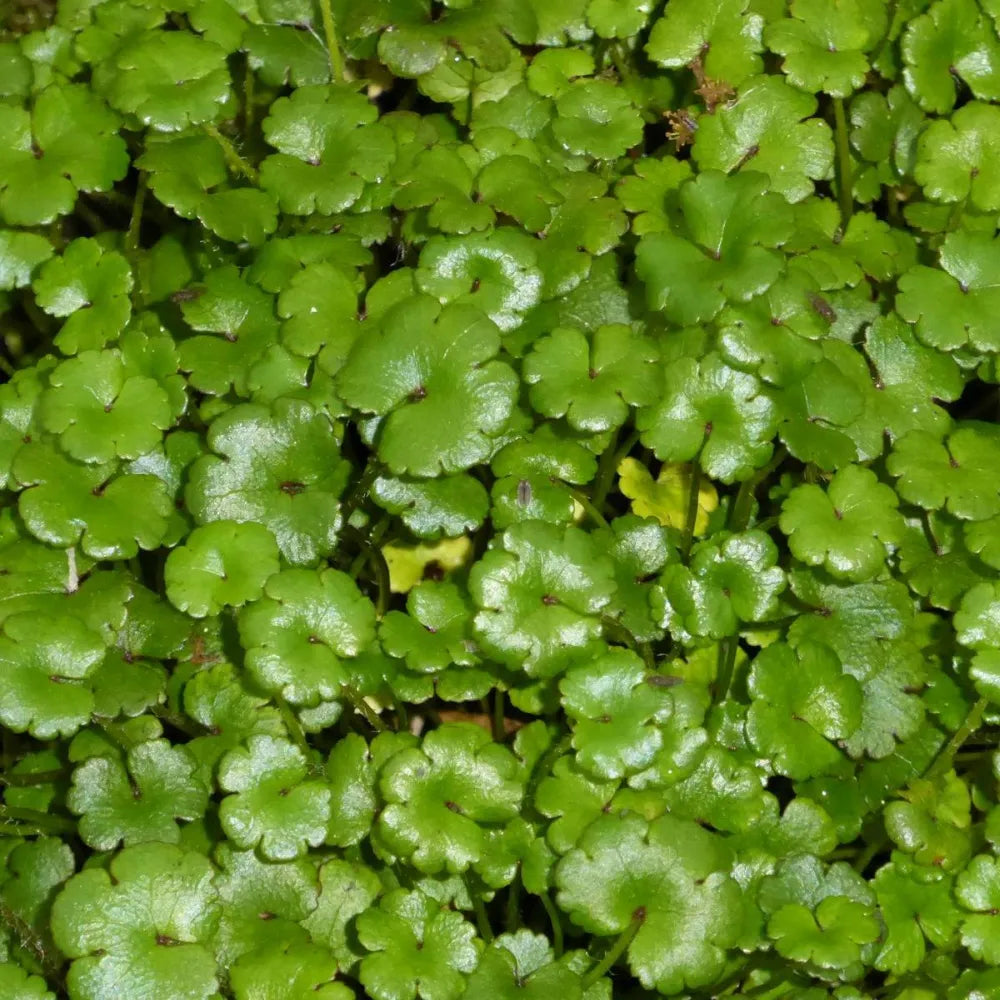 #9 cm PotOXY - Pack of 3