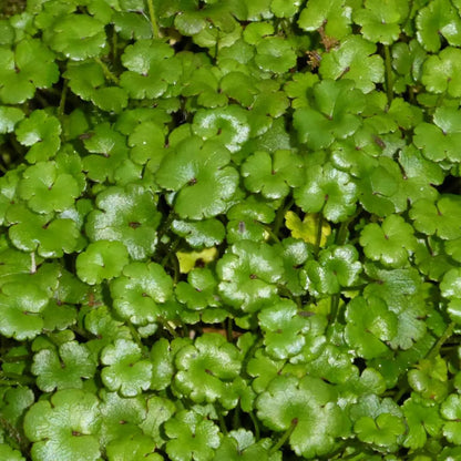 #9 cm PotOXY - Pack of 3