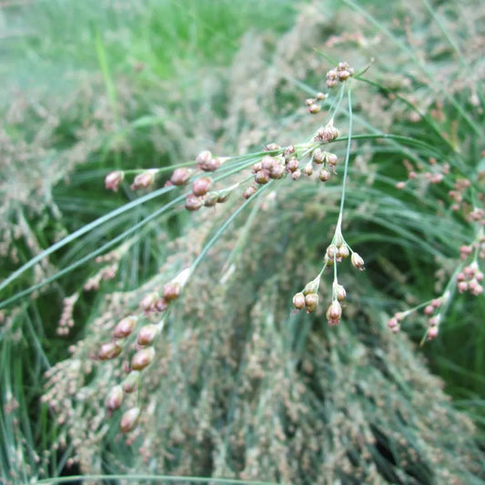 #9 cm Pot - Pack of 3