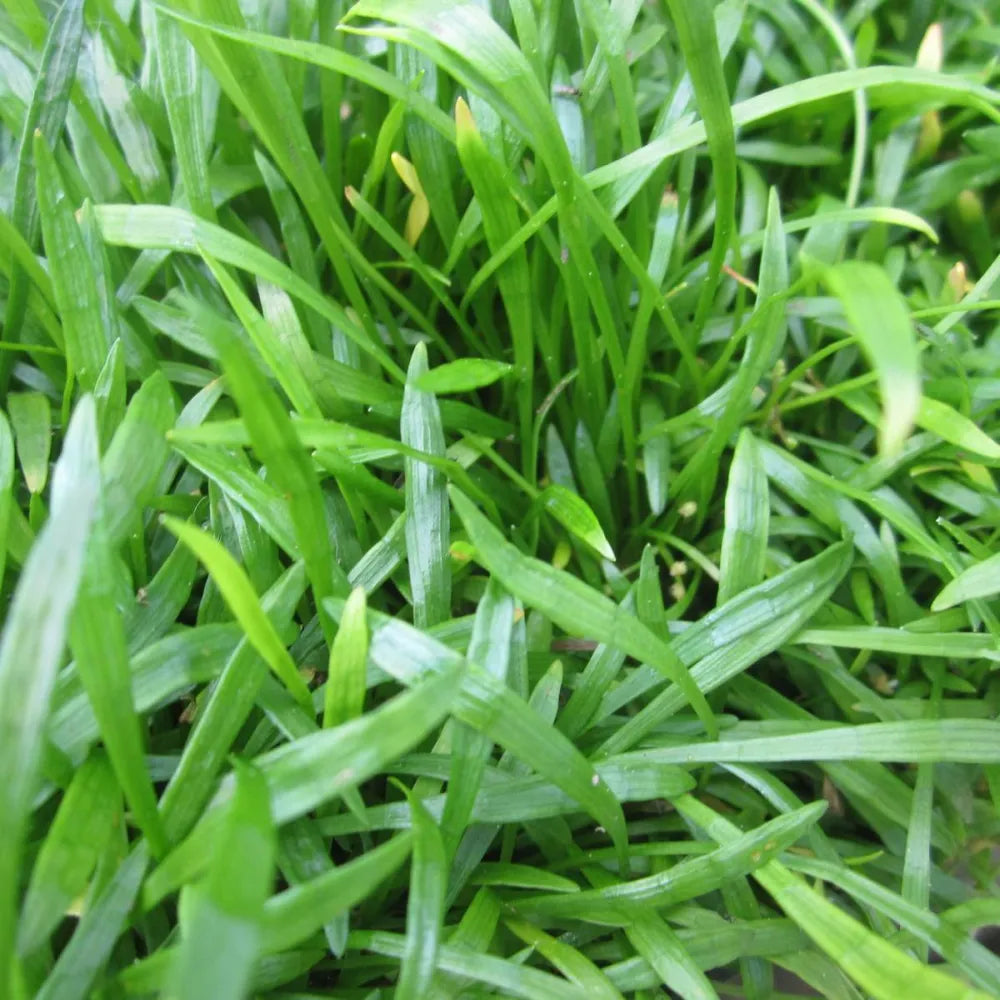 #9 cm PotOXY - Pack of 3