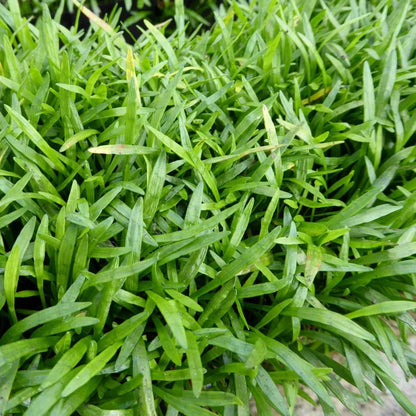 #9 cm PotOXY - Pack of 3